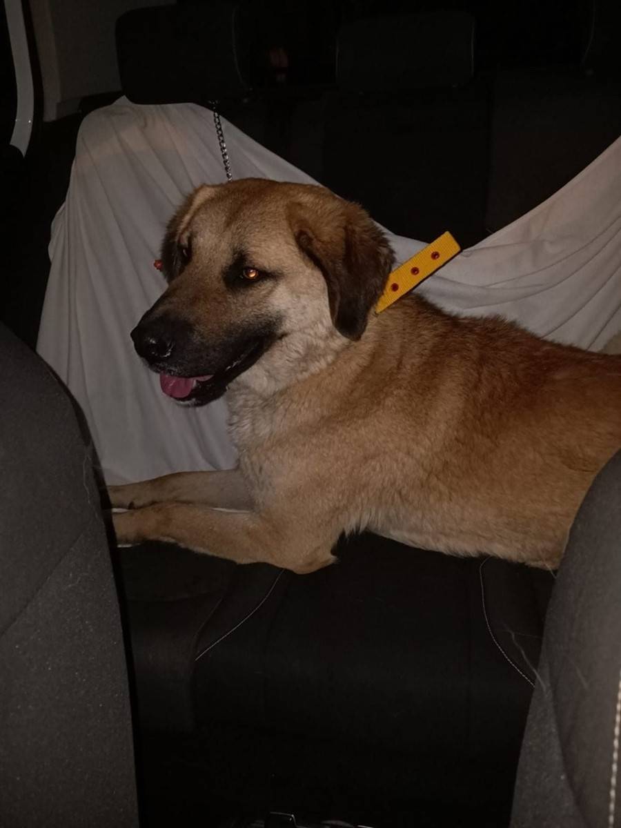 Evine dönmek için İzmir'i toplu ulaşımla dolaştı! Sam sonunda bulundu 7