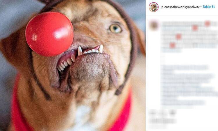 Ölüme terk edilen çarpık surat Picasso şimdi fenomen 9