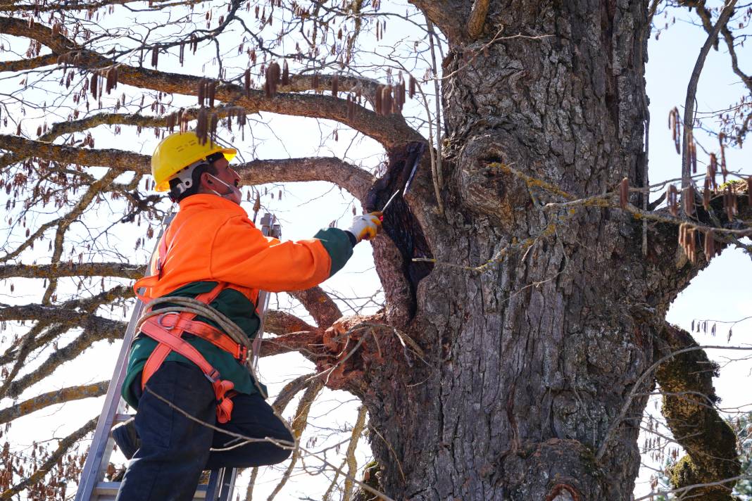 5 asrın sessiz tanıkları Türk Fındığı ağaçları 1