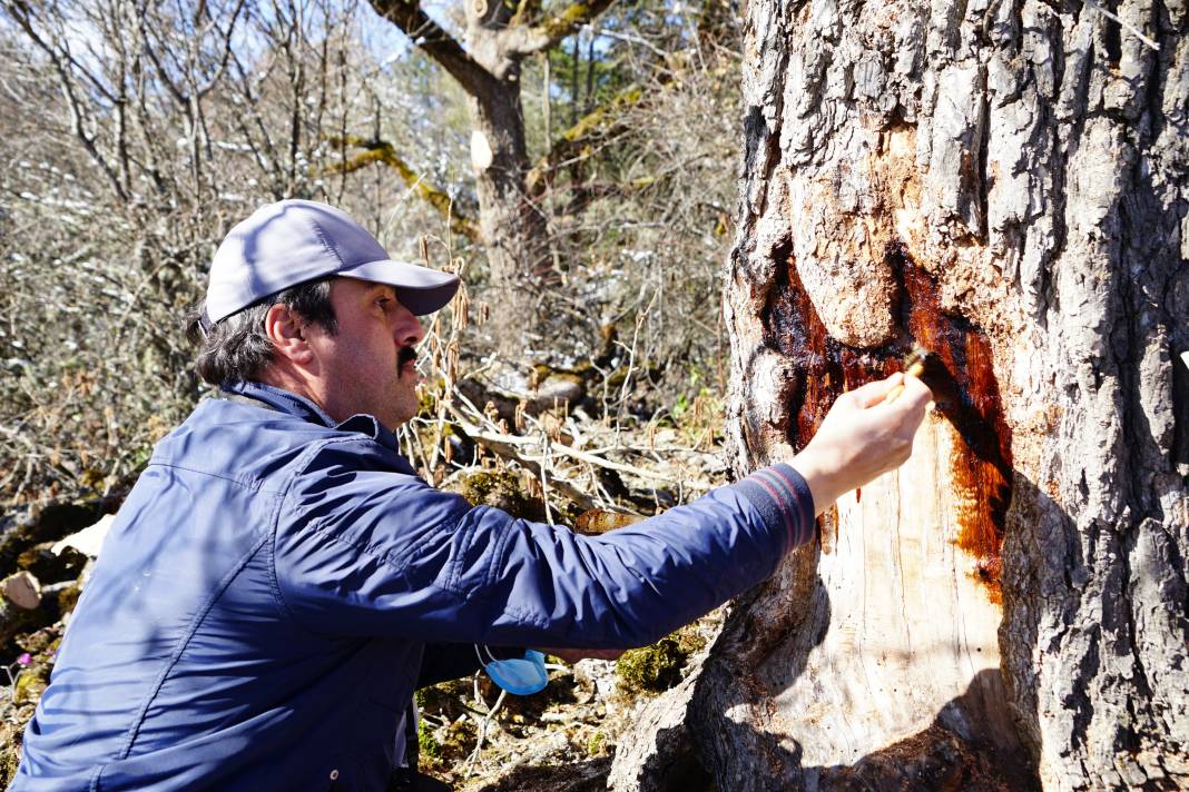 5 asrın sessiz tanıkları Türk Fındığı ağaçları 3