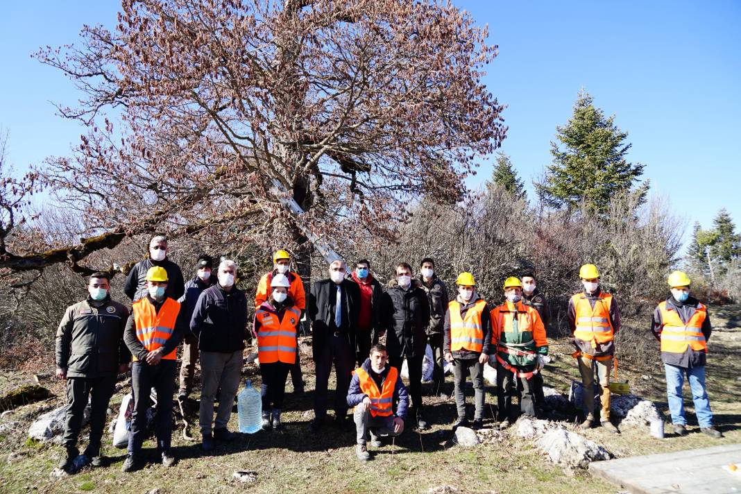 5 asrın sessiz tanıkları Türk Fındığı ağaçları 4