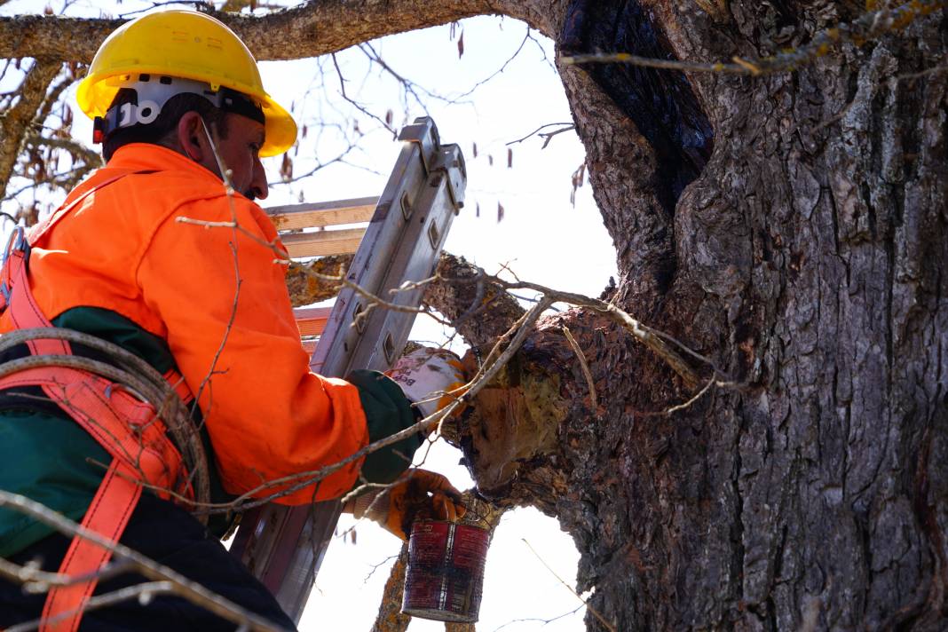 5 asrın sessiz tanıkları Türk Fındığı ağaçları 6