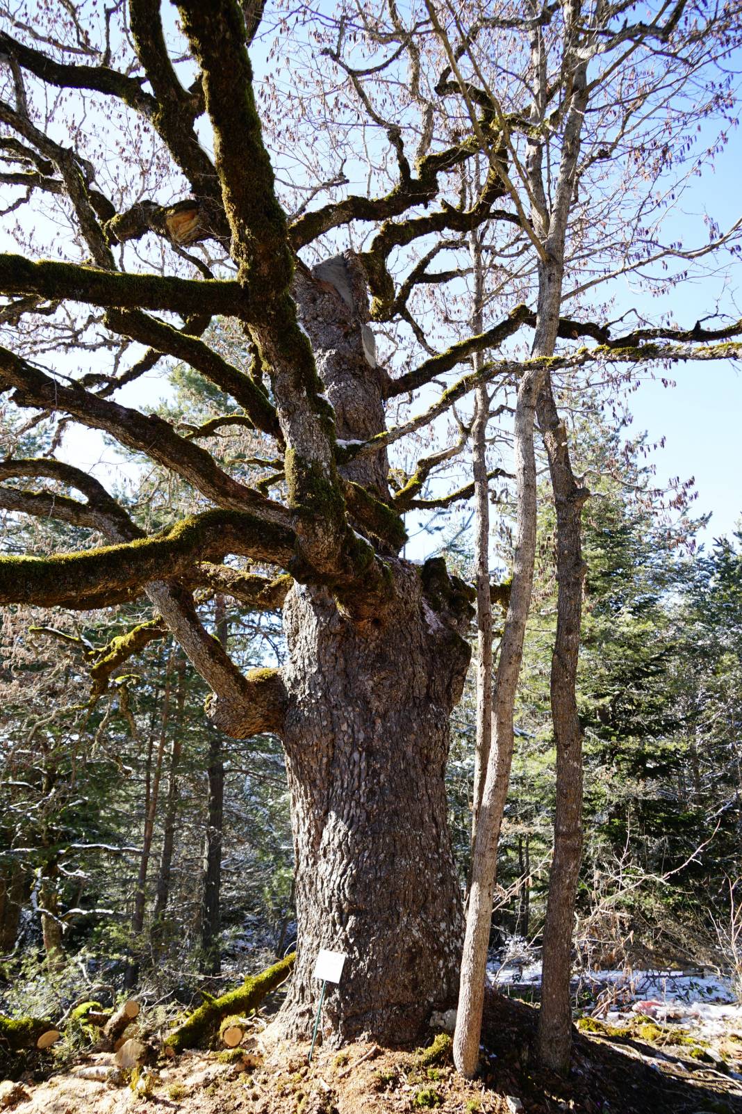 5 asrın sessiz tanıkları Türk Fındığı ağaçları 8