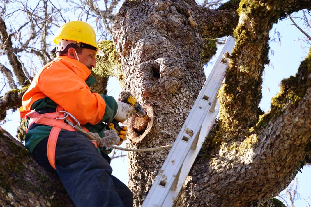 5 asrın sessiz tanıkları Türk Fındığı ağaçları 10