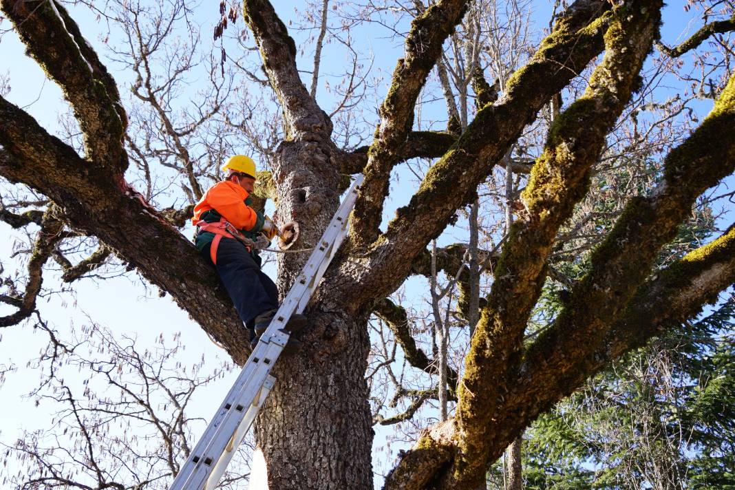 5 asrın sessiz tanıkları Türk Fındığı ağaçları 12
