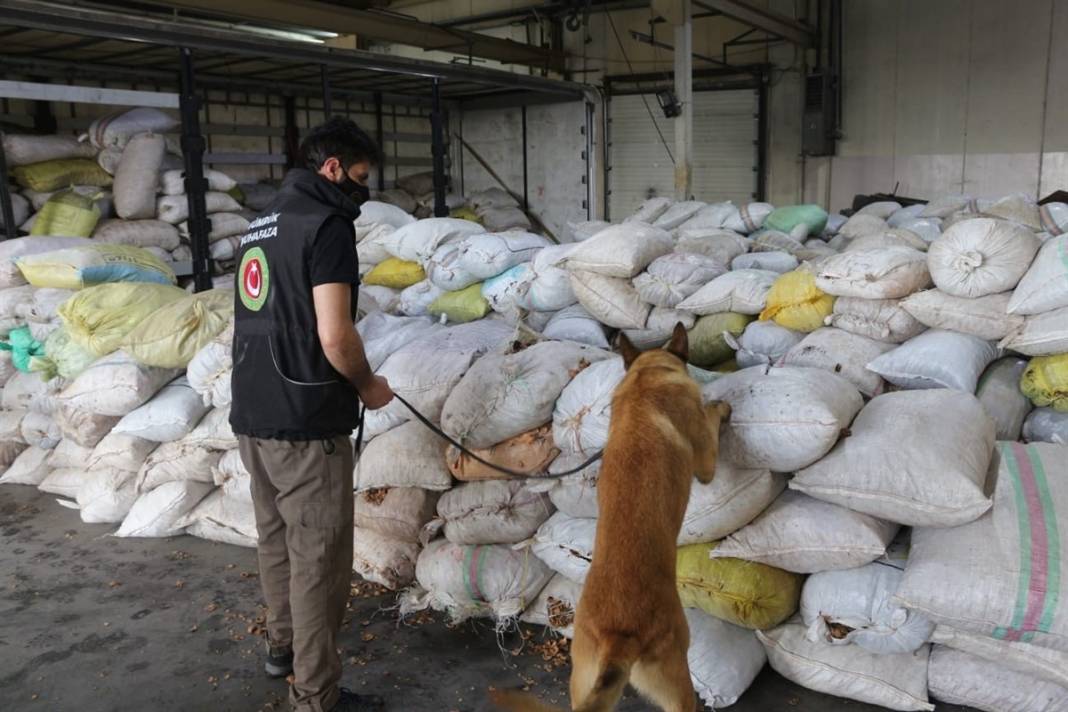 Şaşkına çeviren görüntü! Cevizlerin içinden çıktı