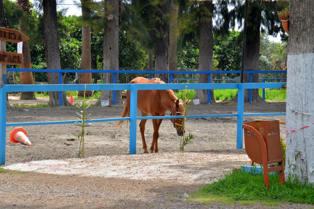 Kayıp atlar ile ilgili yeni gelişme: İnşallah sucuk yapılmamıştır 14