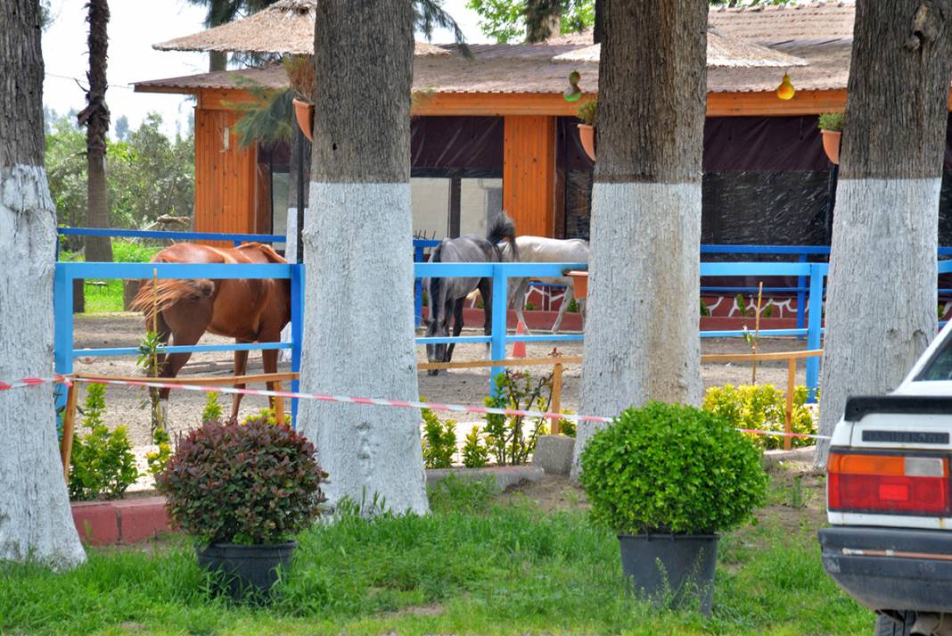 Kayıp atlar ile ilgili yeni gelişme: İnşallah sucuk yapılmamıştır 15