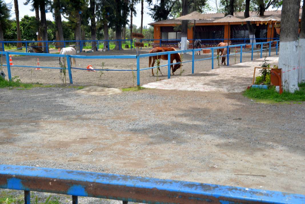 Kayıp atlar ile ilgili yeni gelişme: İnşallah sucuk yapılmamıştır 16