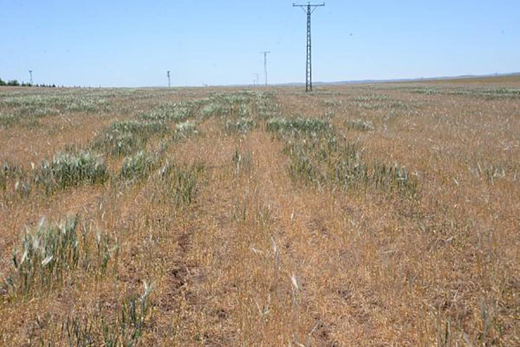 Ülkece yanıyoruz tek normal Marmara 1