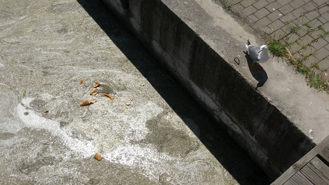 Müsilaj Çanakkale'yi ikiye bölen Sarıçay'ı da kapladı 4