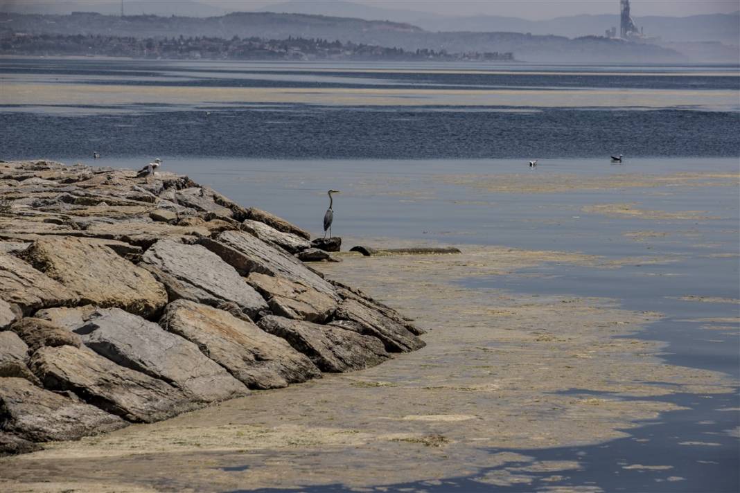 Marmara'da tehlike büyüyor! Denizin dibi de dolmaya başladı 1