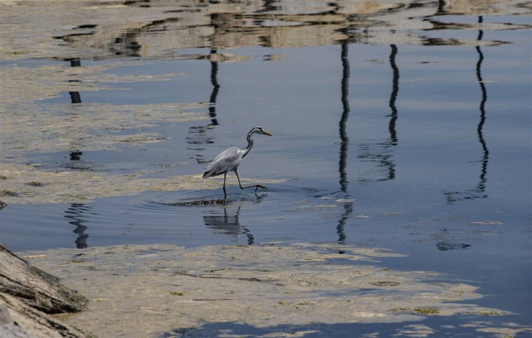 Marmara'da tehlike büyüyor! Denizin dibi de dolmaya başladı 2