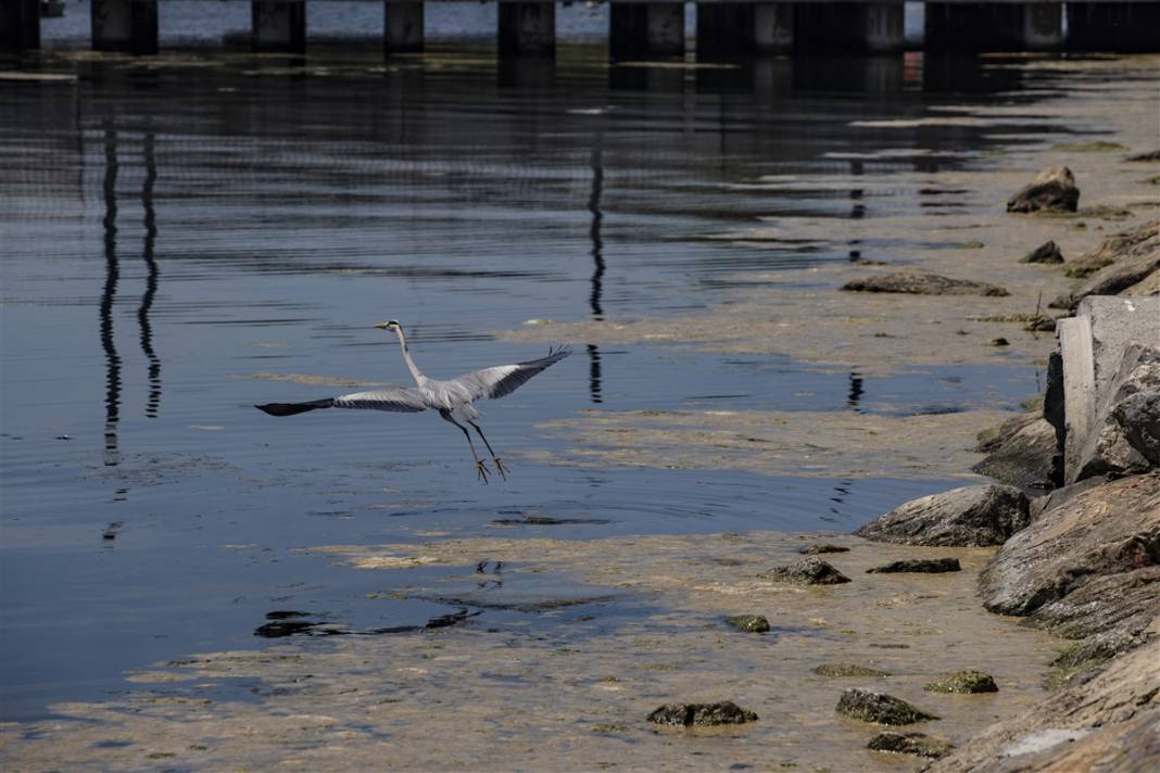 Marmara'da tehlike büyüyor! Denizin dibi de dolmaya başladı 3