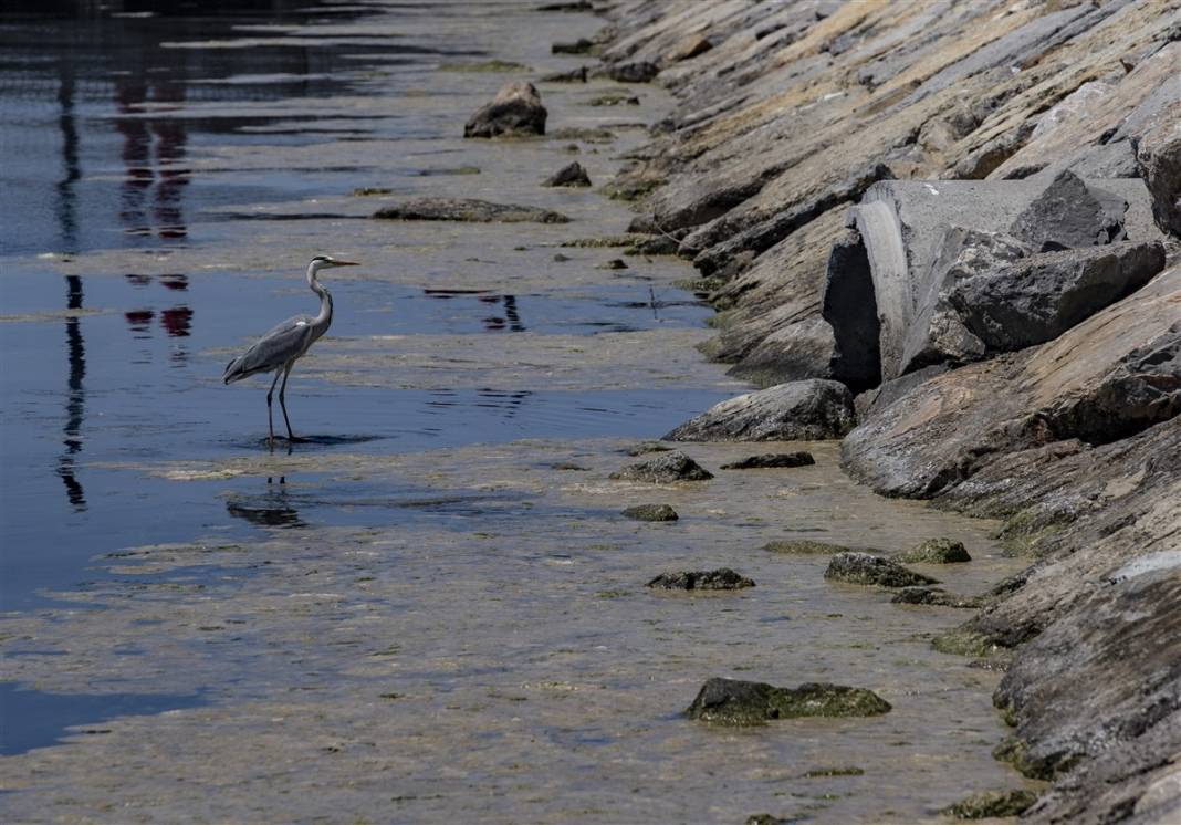 Marmara'da tehlike büyüyor! Denizin dibi de dolmaya başladı 4