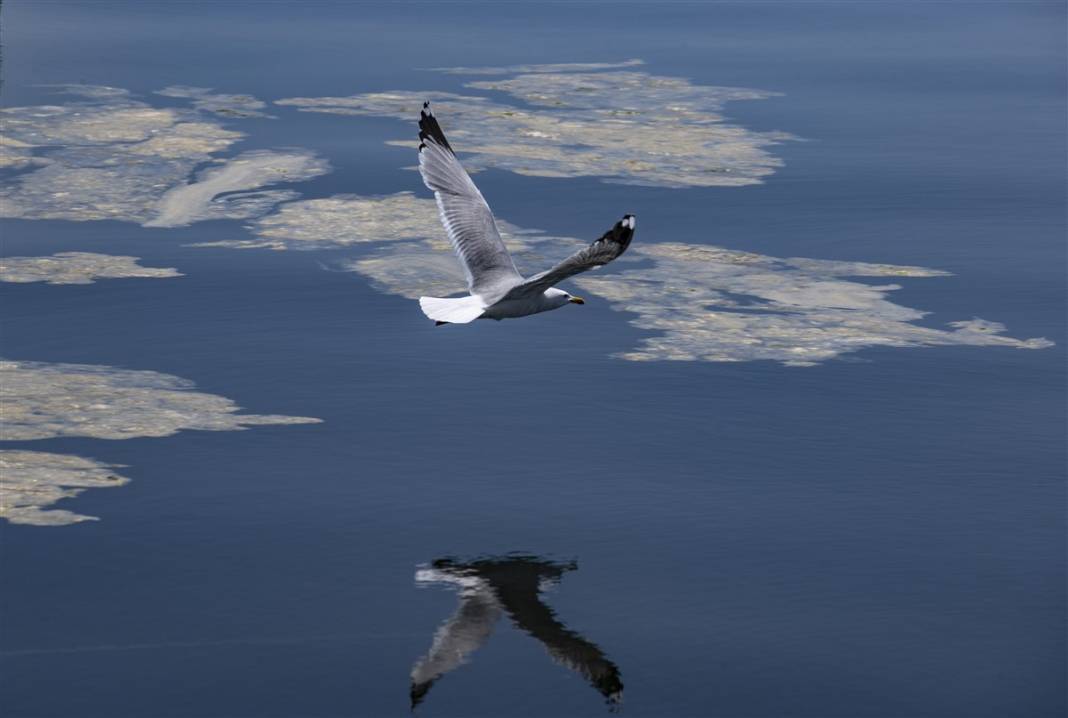 Marmara'da tehlike büyüyor! Denizin dibi de dolmaya başladı 5
