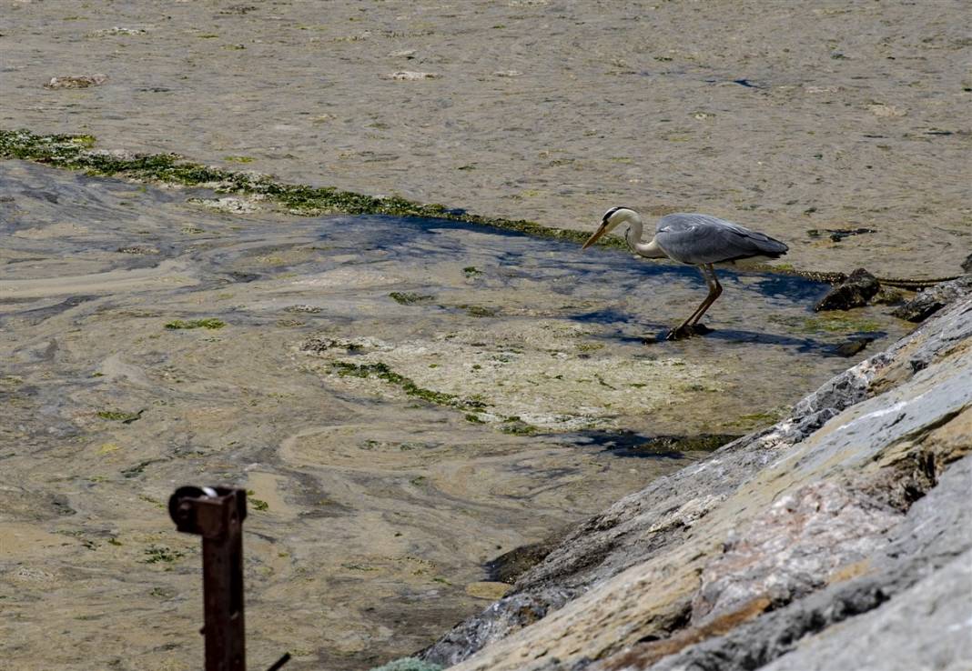 Marmara'da tehlike büyüyor! Denizin dibi de dolmaya başladı 6
