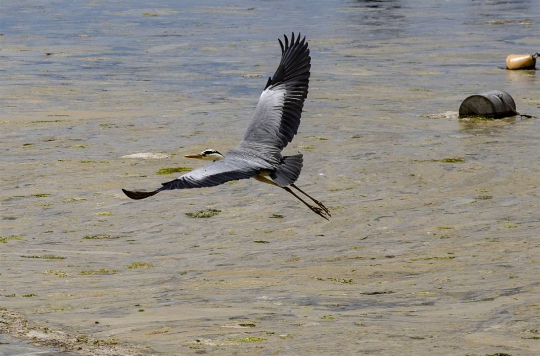 Marmara'da tehlike büyüyor! Denizin dibi de dolmaya başladı 7