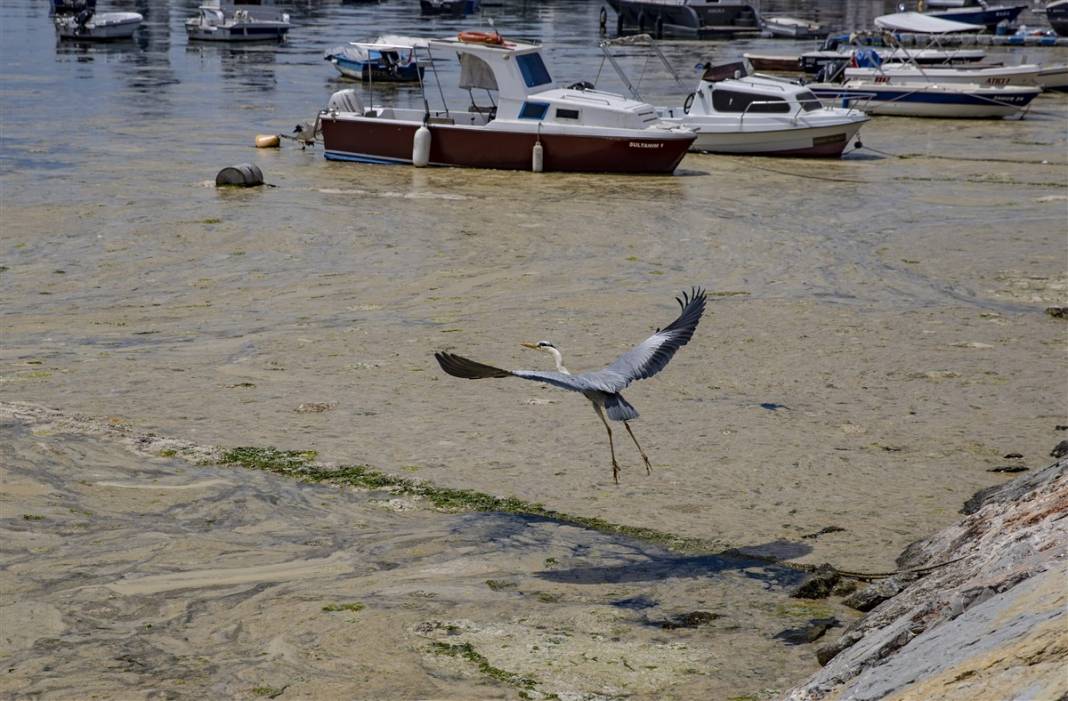 Marmara'da tehlike büyüyor! Denizin dibi de dolmaya başladı 8