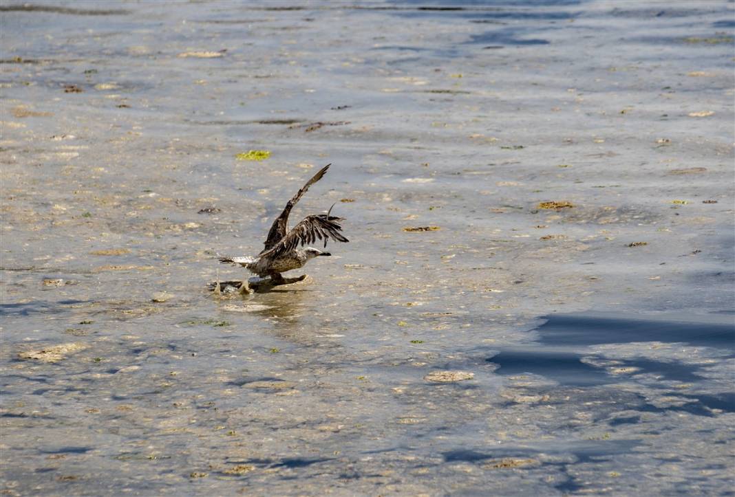 Marmara'da tehlike büyüyor! Denizin dibi de dolmaya başladı 9