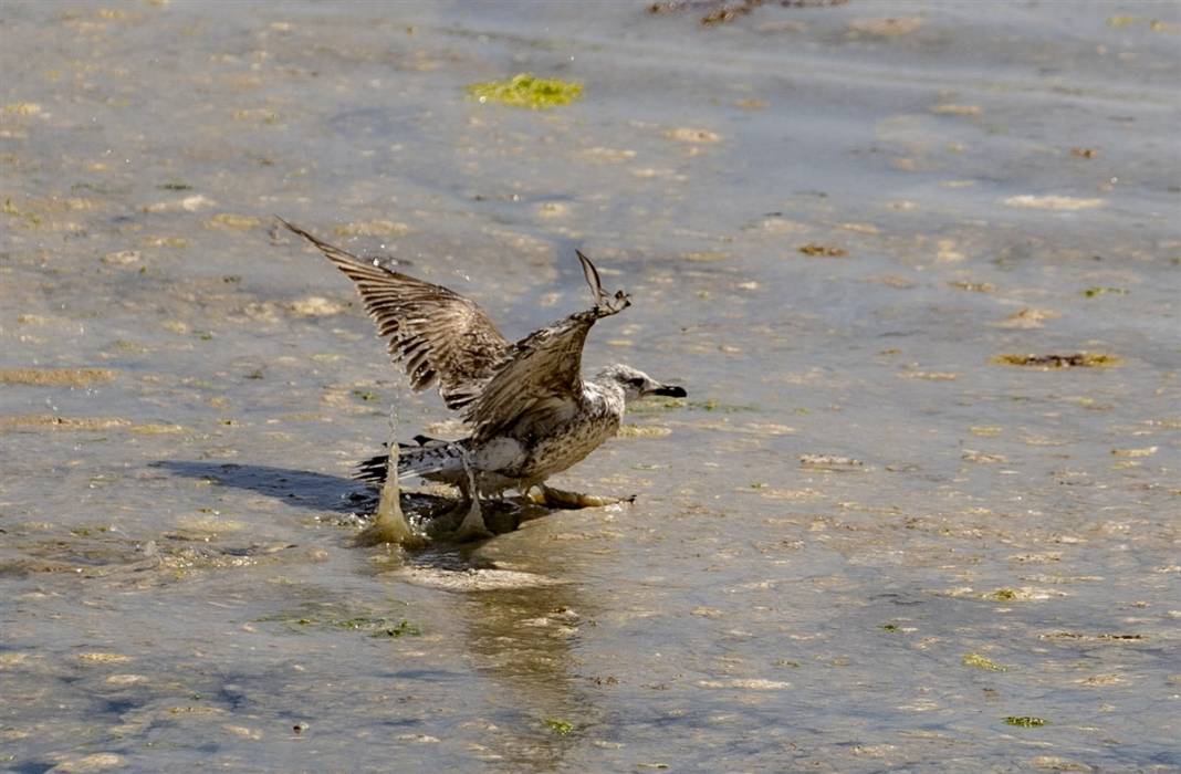 Marmara'da tehlike büyüyor! Denizin dibi de dolmaya başladı 10