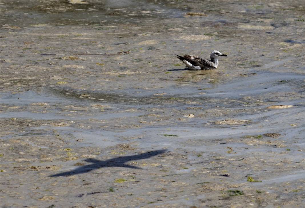 Marmara'da tehlike büyüyor! Denizin dibi de dolmaya başladı 11