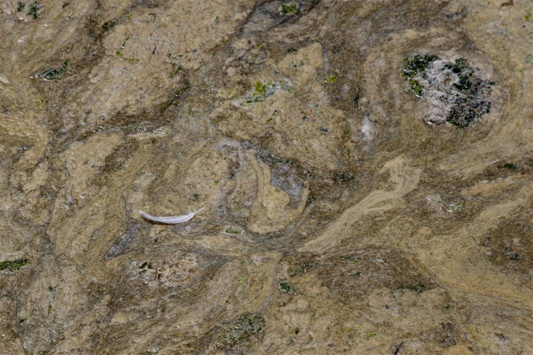 Marmara'da tehlike büyüyor! Denizin dibi de dolmaya başladı 12