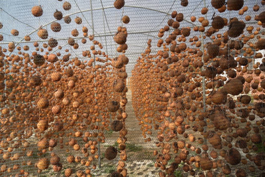 91 yıl önce asker arkadaşından aldı, bugün bir köyün gelir kapısı oldu 16