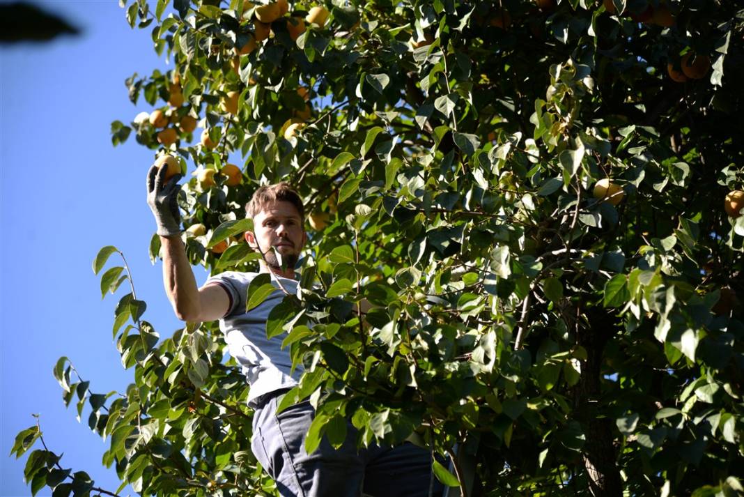 91 yıl önce asker arkadaşından aldı, bugün bir köyün gelir kapısı oldu 20