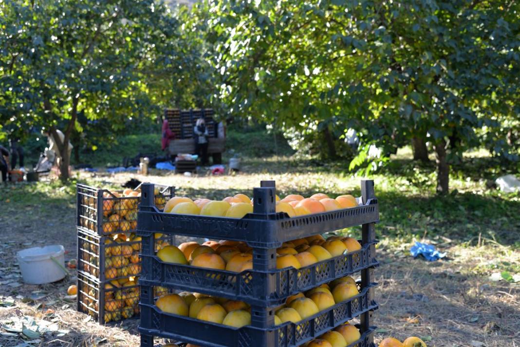 91 yıl önce asker arkadaşından aldı, bugün bir köyün gelir kapısı oldu 22