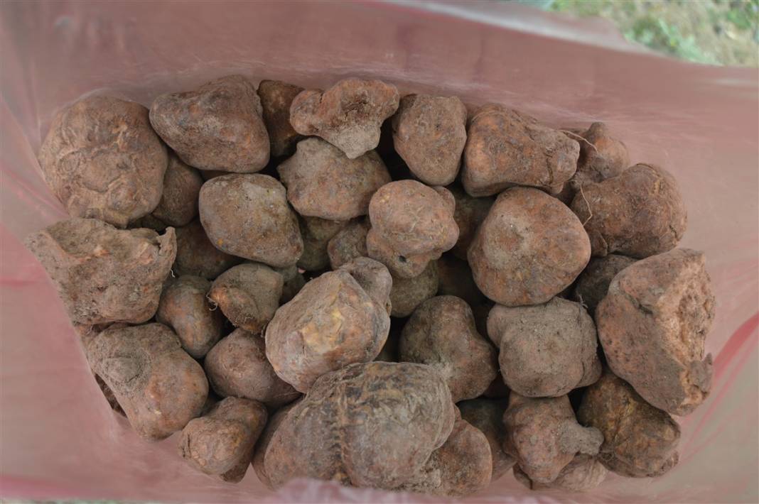 Define arar gibi arıyorlar 6