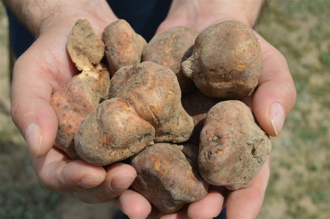 Define arar gibi arıyorlar 12