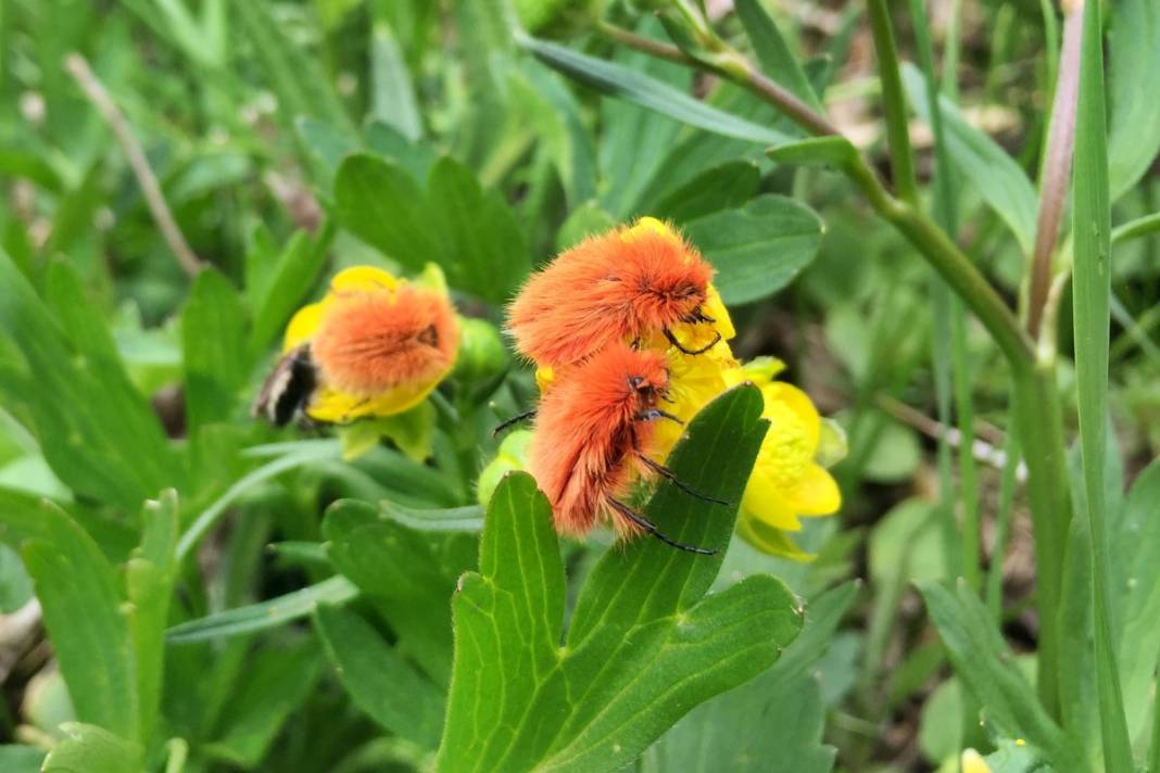 2 bin 340 rakımda tesadüfen bulundu: İnsan bakmaya kıyamıyor 1