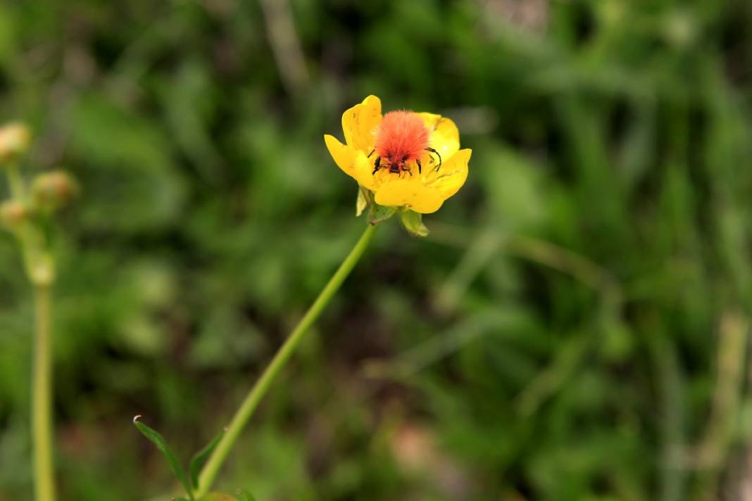 2 bin 340 rakımda tesadüfen bulundu: İnsan bakmaya kıyamıyor 2