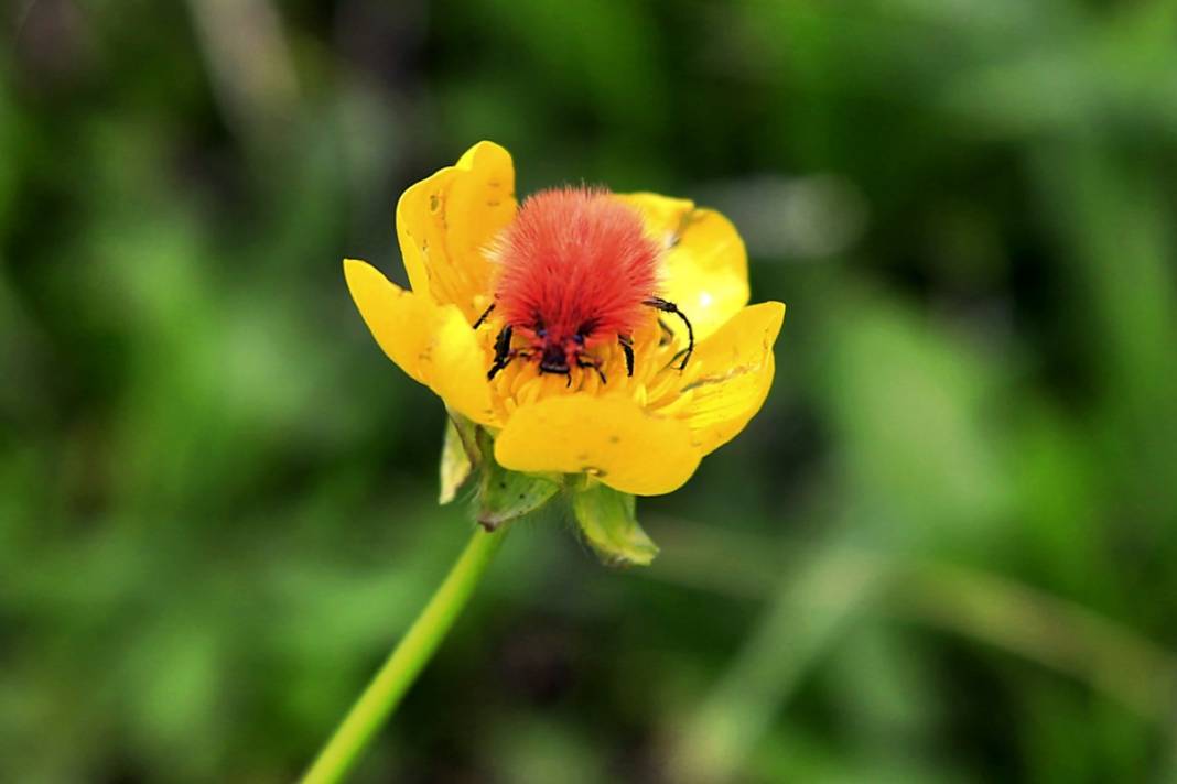 2 bin 340 rakımda tesadüfen bulundu: İnsan bakmaya kıyamıyor 7