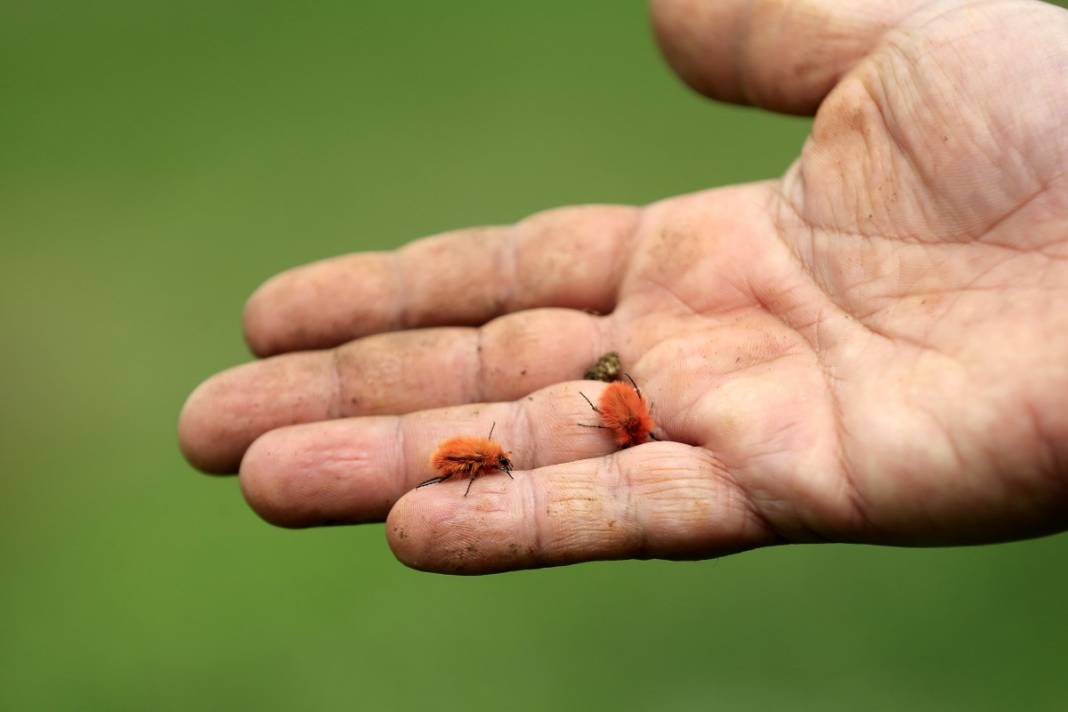 2 bin 340 rakımda tesadüfen bulundu: İnsan bakmaya kıyamıyor 9