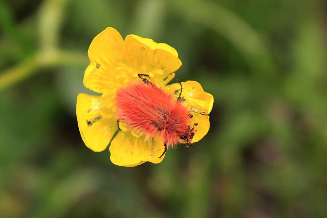 2 bin 340 rakımda tesadüfen bulundu: İnsan bakmaya kıyamıyor 15