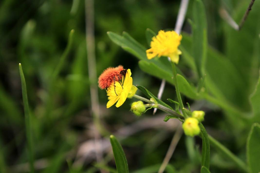 2 bin 340 rakımda tesadüfen bulundu: İnsan bakmaya kıyamıyor 16