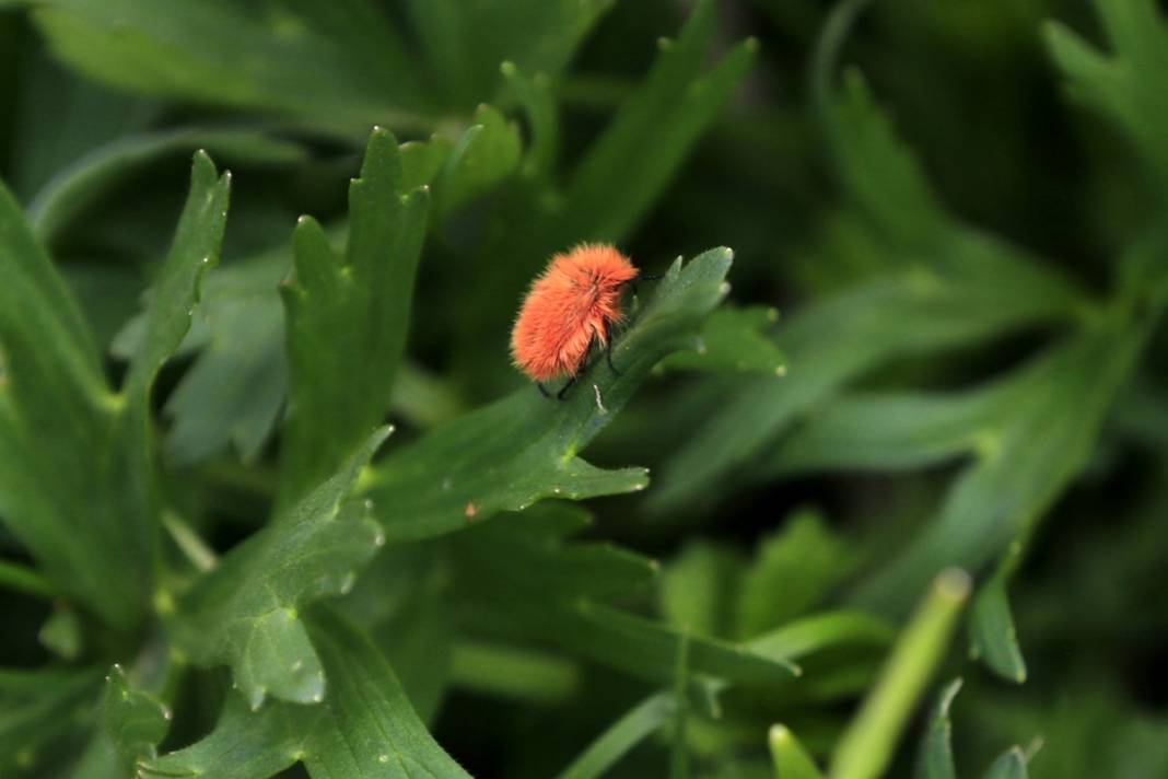 2 bin 340 rakımda tesadüfen bulundu: İnsan bakmaya kıyamıyor 17