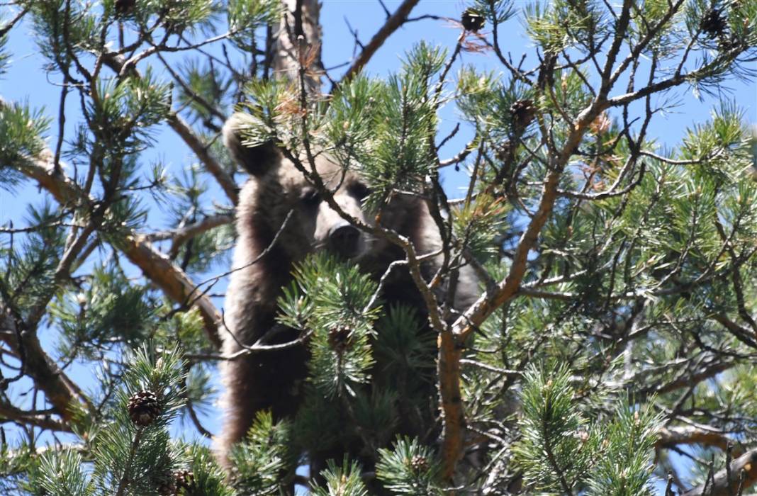 Dünyada tek! Kars'ta ortaya çıktılar 2