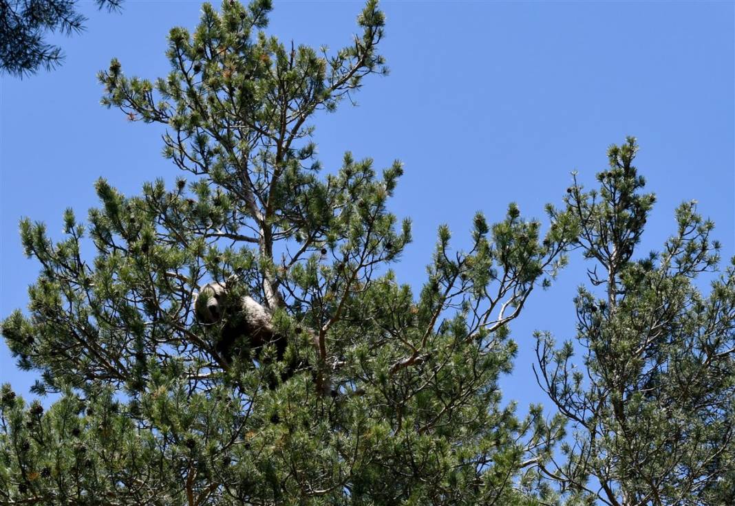 Dünyada tek! Kars'ta ortaya çıktılar 3