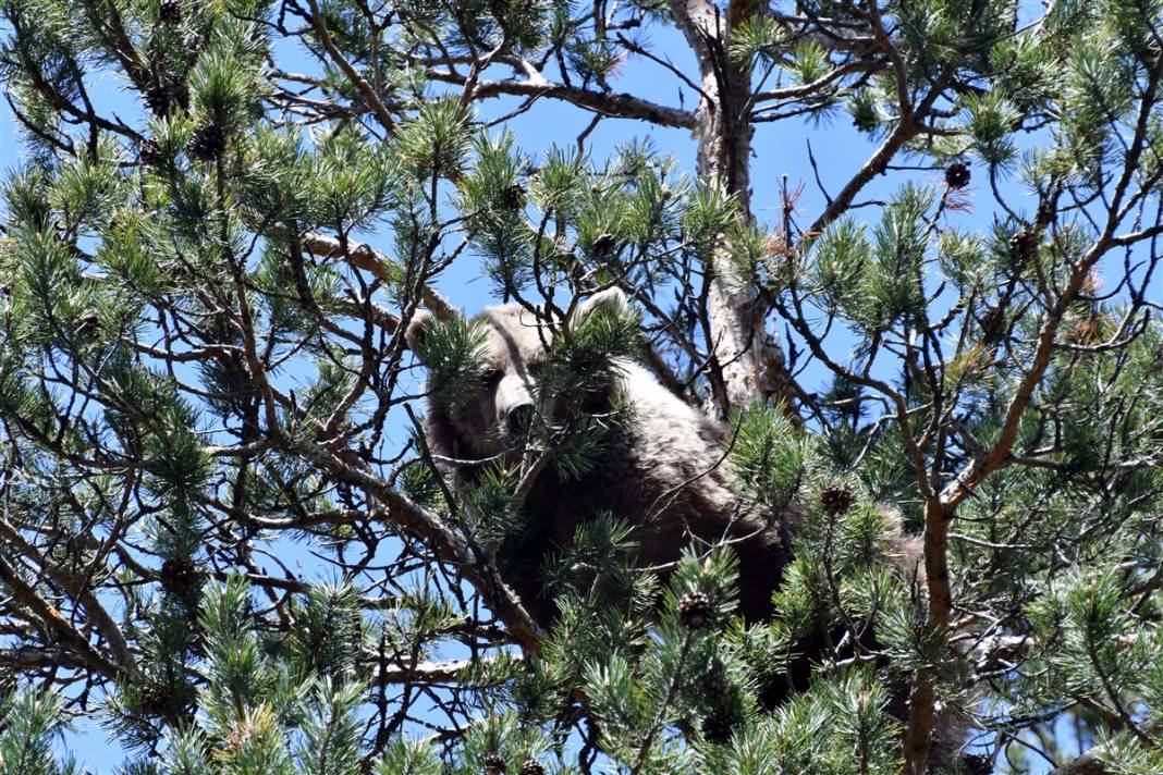 Dünyada tek! Kars'ta ortaya çıktılar 4