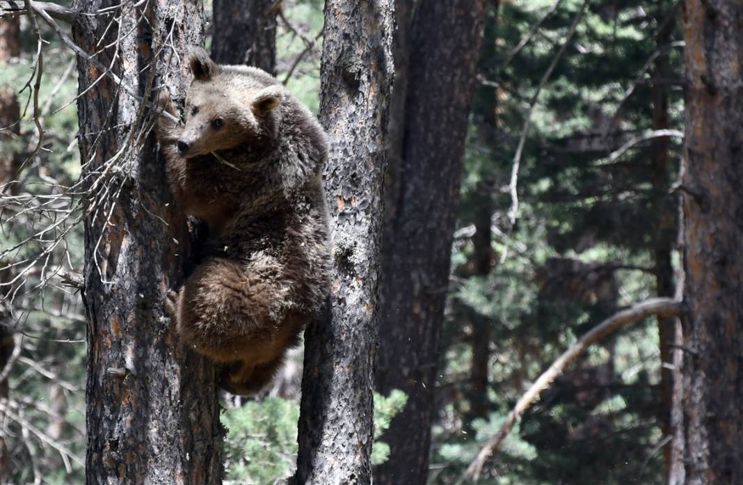 Dünyada tek! Kars'ta ortaya çıktılar 5