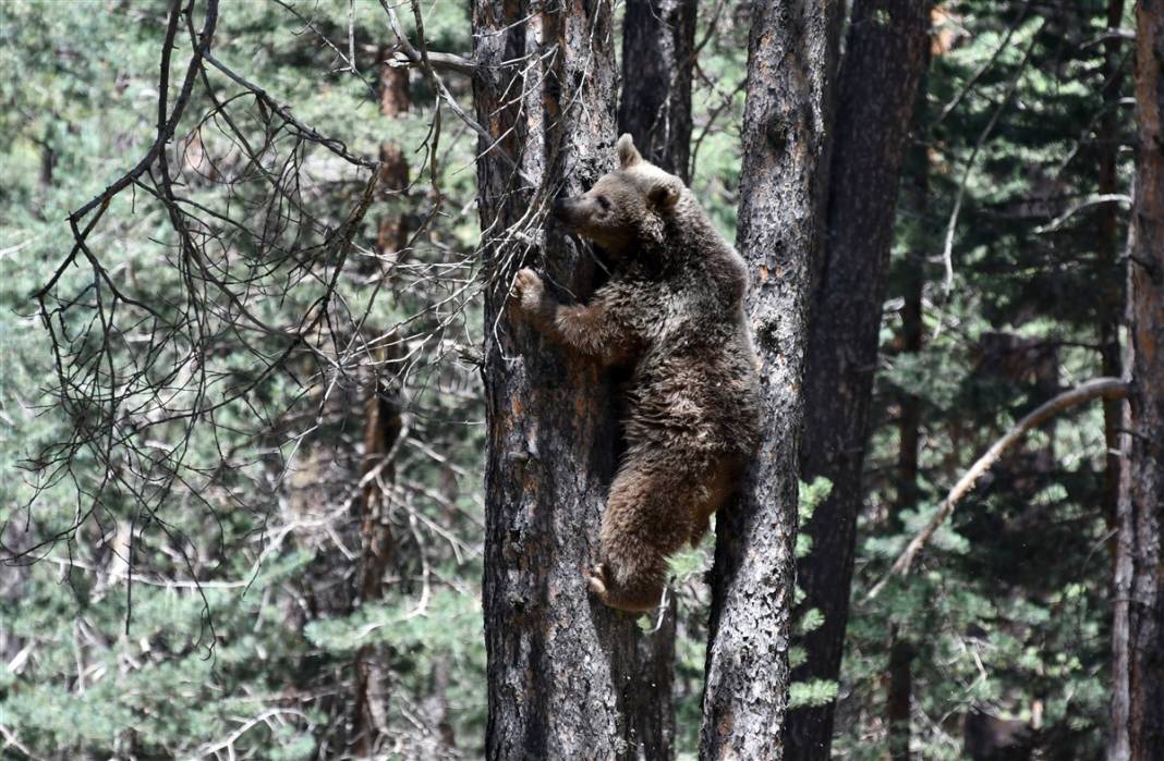 Dünyada tek! Kars'ta ortaya çıktılar 6