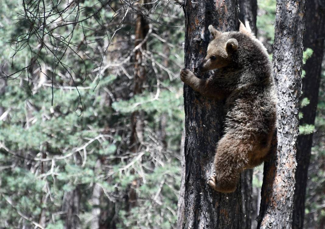 Dünyada tek! Kars'ta ortaya çıktılar 7