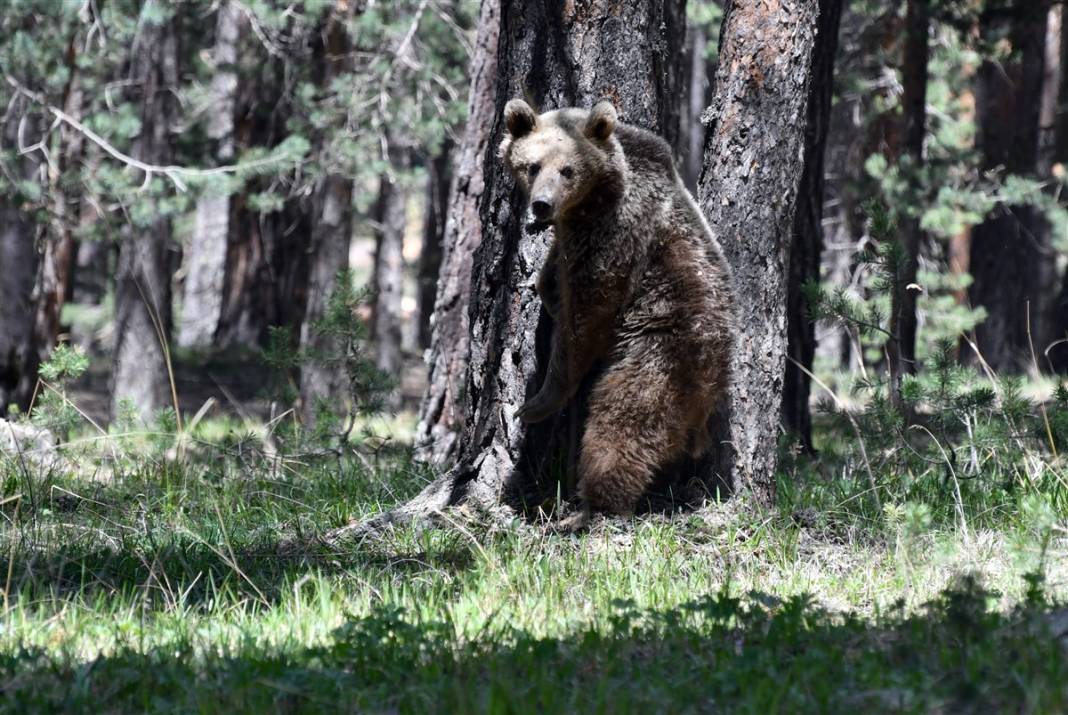 Dünyada tek! Kars'ta ortaya çıktılar 8