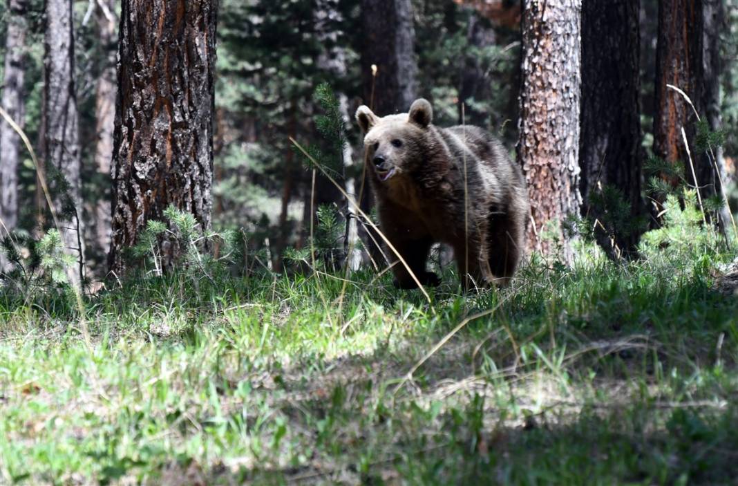 Dünyada tek! Kars'ta ortaya çıktılar 10