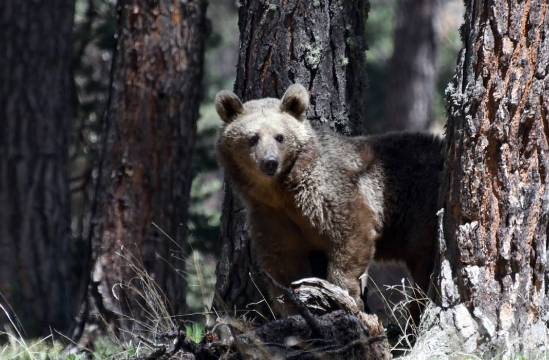 Dünyada tek! Kars'ta ortaya çıktılar 12