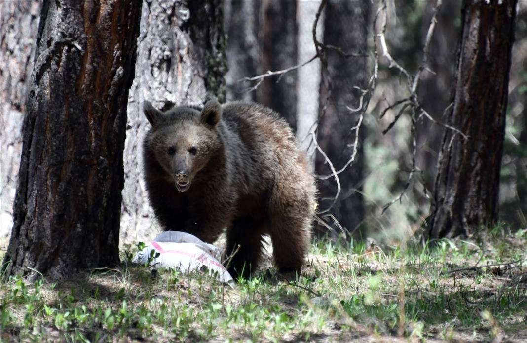 Dünyada tek! Kars'ta ortaya çıktılar 13