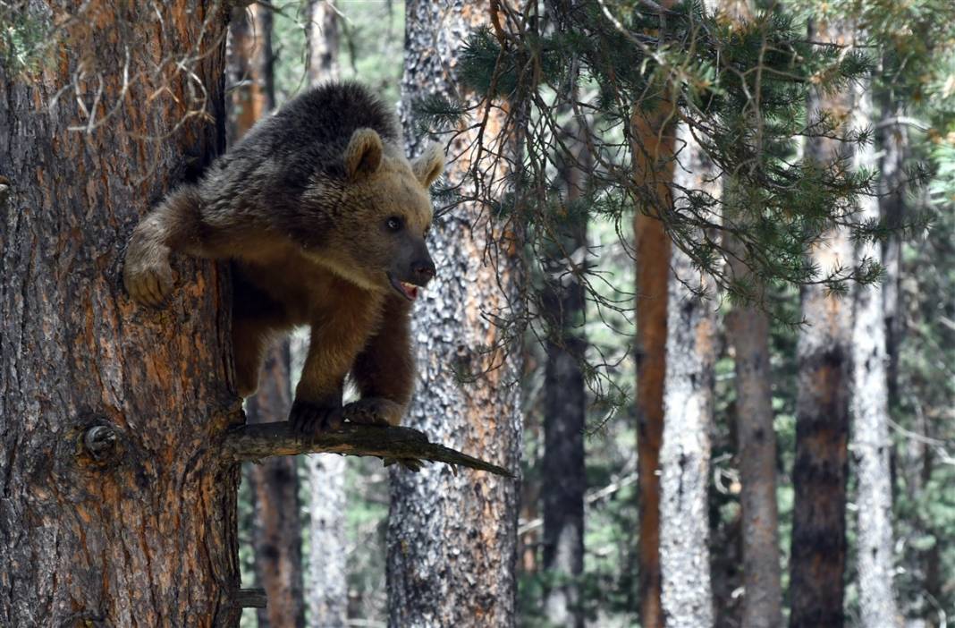 Dünyada tek! Kars'ta ortaya çıktılar 15